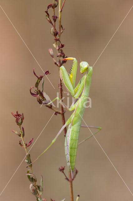 Bidsprinkhaan (Mantis religiosa)