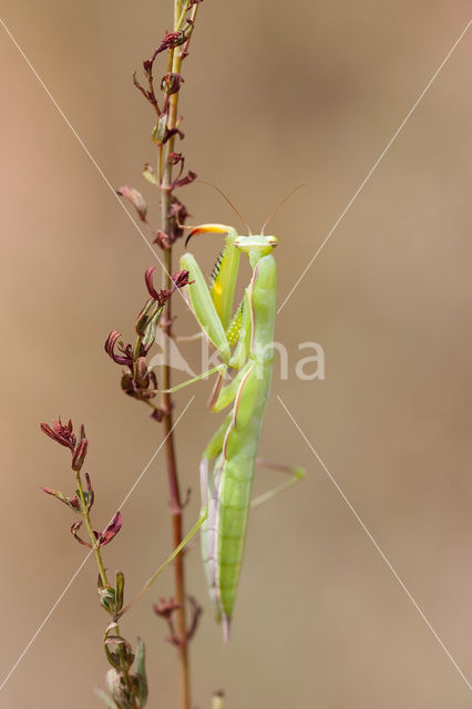 Bidsprinkhaan (Mantis religiosa)