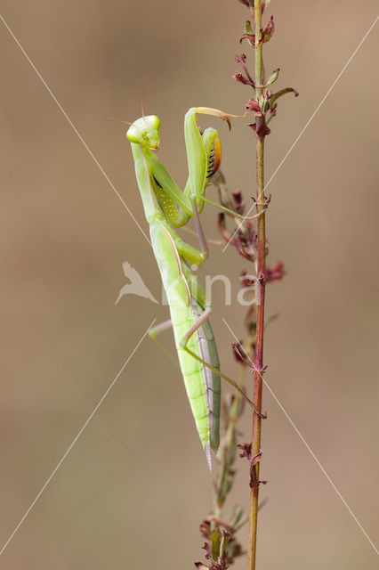 praying mantis (Mantis religiosa)