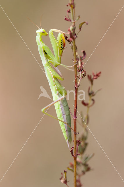Bidsprinkhaan (Mantis religiosa)
