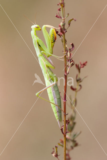 praying mantis (Mantis religiosa)