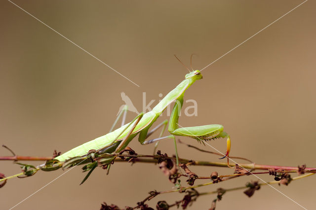 praying mantis (Mantis religiosa)
