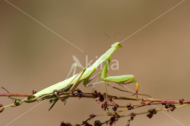 Bidsprinkhaan (Mantis religiosa)