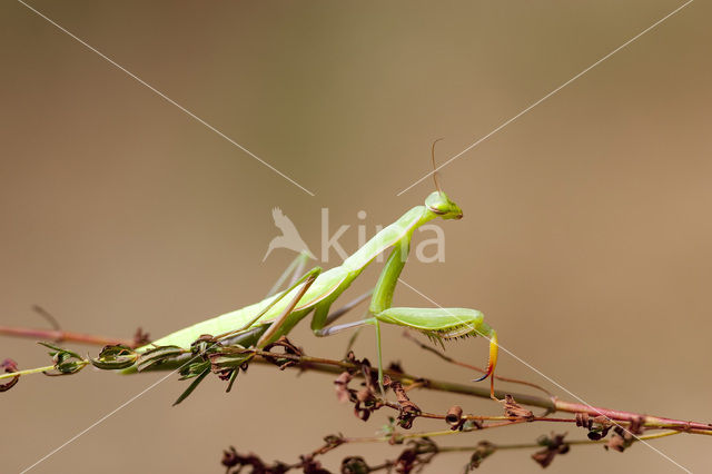 Bidsprinkhaan (Mantis religiosa)