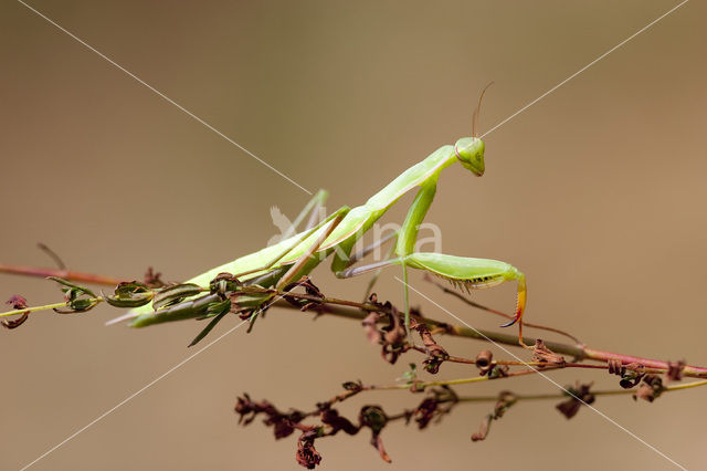 Bidsprinkhaan (Mantis religiosa)