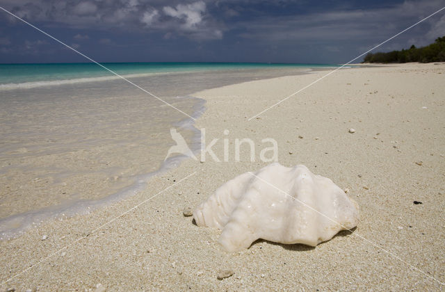 Bikini Island