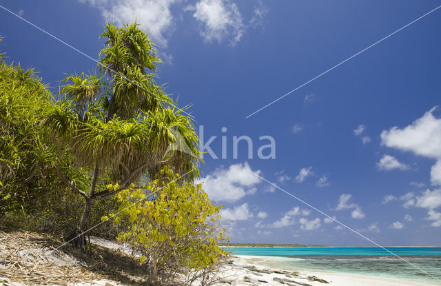 Bikini Island