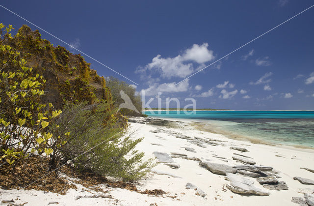 Bikini Island