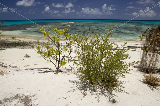 Bikini Island