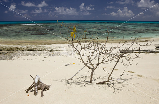 Bikini Island