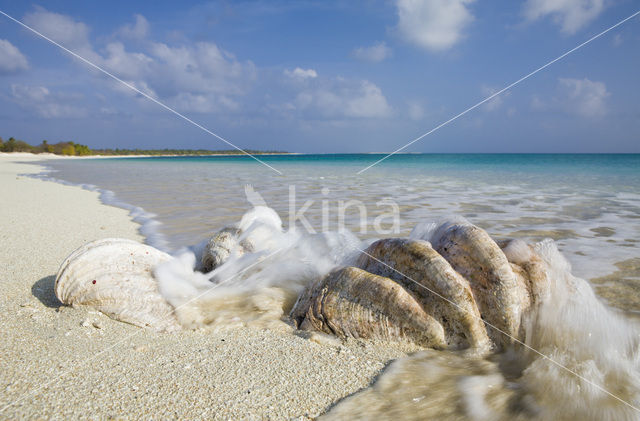 Bikini Island