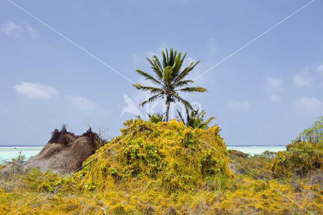 Bikini Island