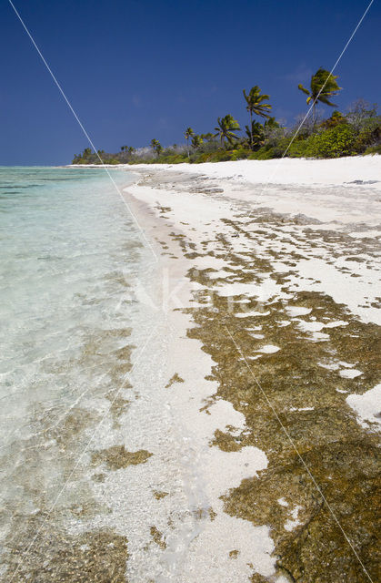 Bikini Island