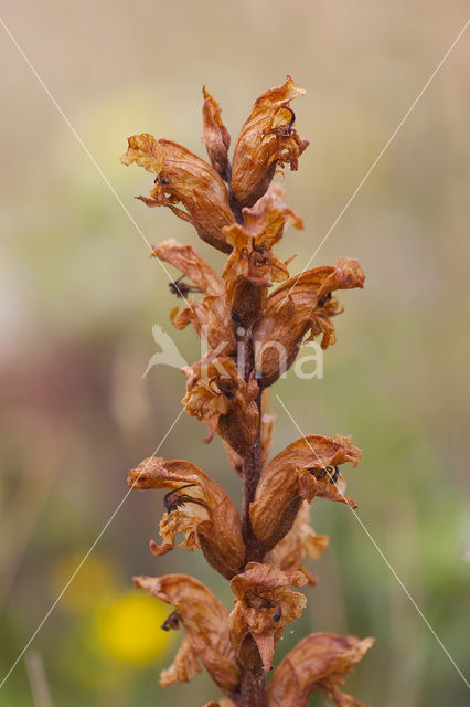 Oxtongue Broomrape (Orobanche picridis)
