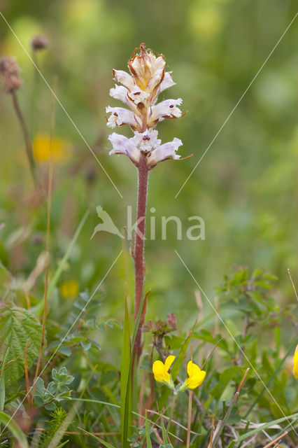Oxtongue Broomrape (Orobanche picridis)