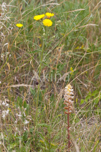 Oxtongue Broomrape (Orobanche picridis)