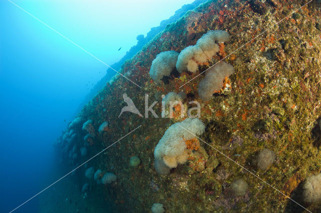 Bubble coral (IUCN red list