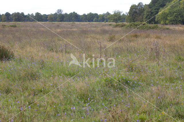 Blauwe knoop (Succisa pratensis)