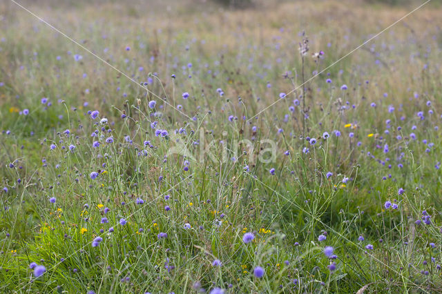 Blauwe knoop (Succisa pratensis)