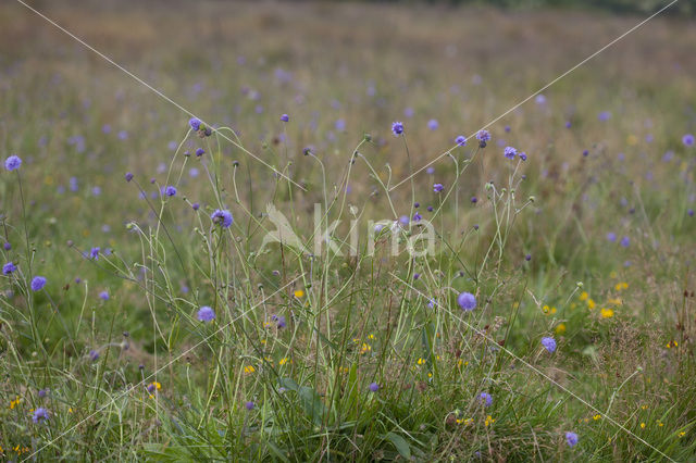 Blauwe knoop (Succisa pratensis)