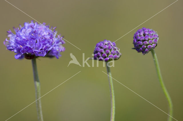 Blauwe knoop (Succisa pratensis)