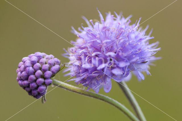 Blauwe knoop (Succisa pratensis)