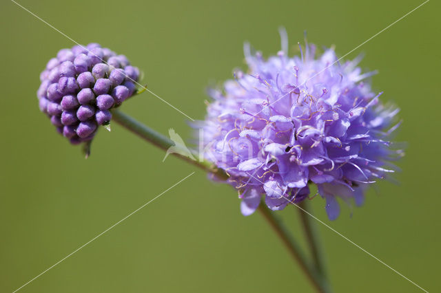 Blauwe knoop (Succisa pratensis)