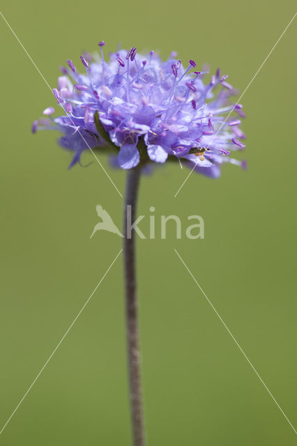 Blauwe knoop (Succisa pratensis)