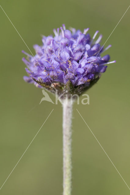 Blauwe knoop (Succisa pratensis)