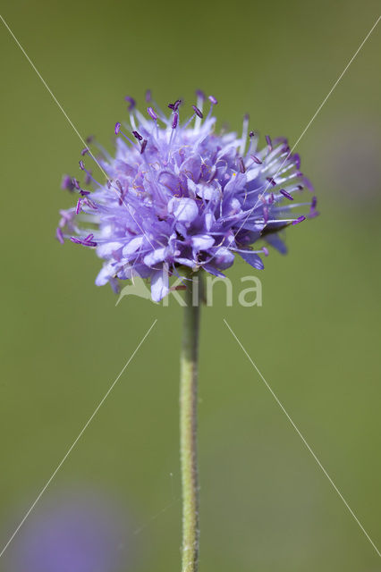 Blauwe knoop (Succisa pratensis)