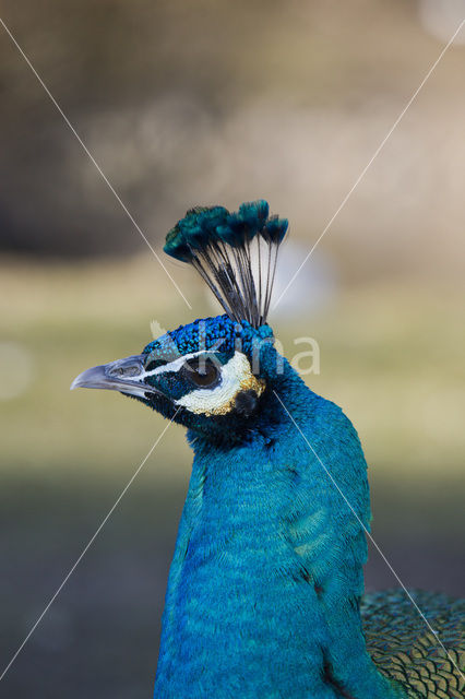 Common peafowl (Pavo cristatus)