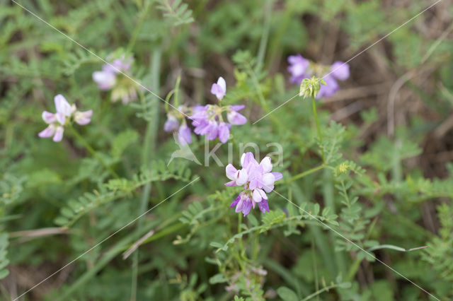 Crown Vetch (Securigera varia)