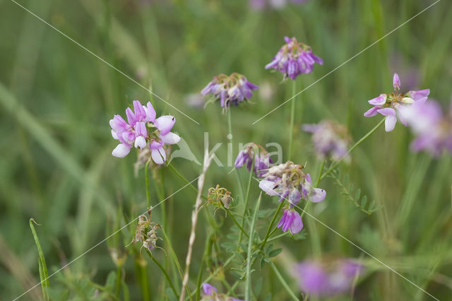 Crown Vetch (Securigera varia)