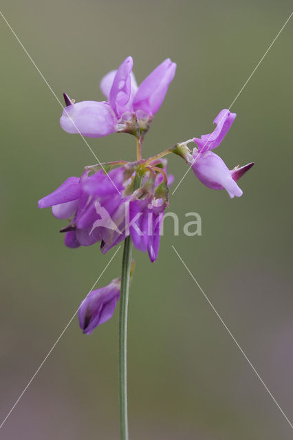 Bont Kroonkruid (Securigera varia)