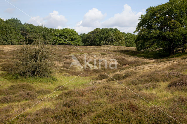 Borkener Paradies