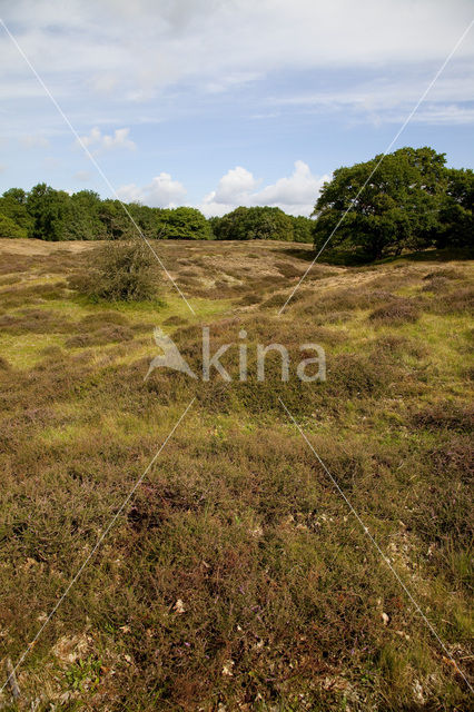 Borkener Paradies