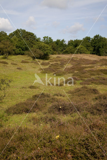 Borkener Paradies