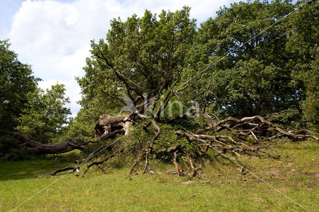 Borkener Paradies