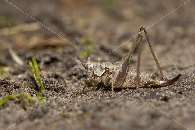 Bramensprinkhaan (Pholidoptera griseoaptera)