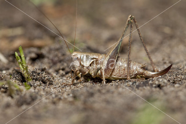 Bramensprinkhaan (Pholidoptera griseoaptera)