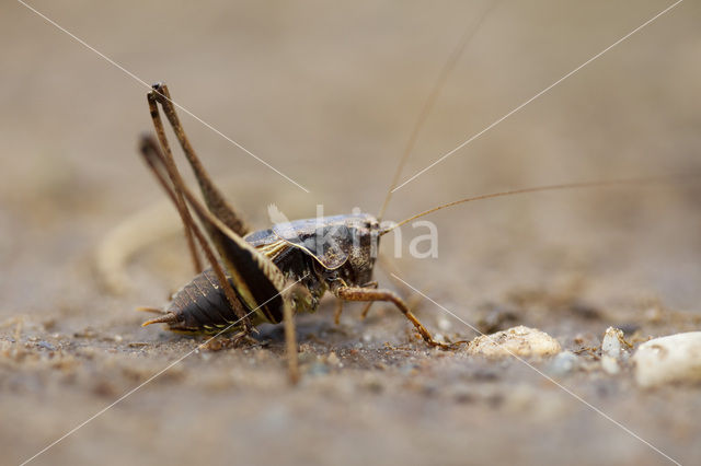 Dark Bush-cricket (Pholidoptera griseoaptera)
