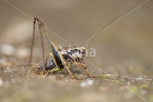 Bramensprinkhaan (Pholidoptera griseoaptera)