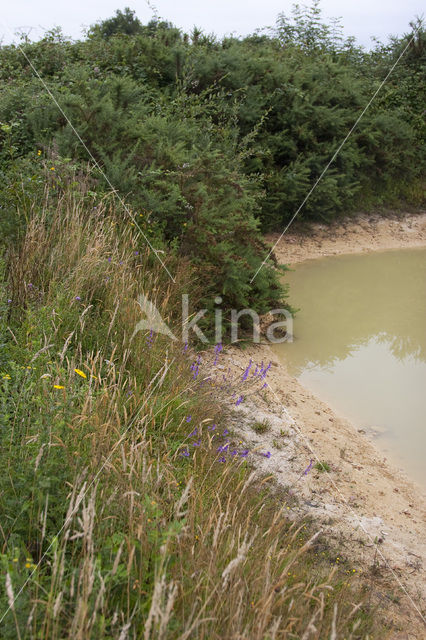 Heath Lobelia (Lobelia urens)