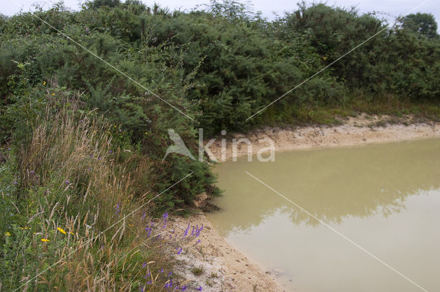 Heath Lobelia (Lobelia urens)