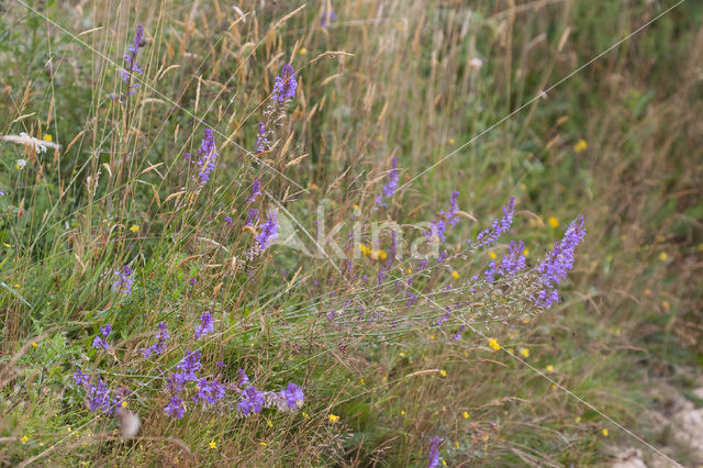 Heath Lobelia (Lobelia urens)