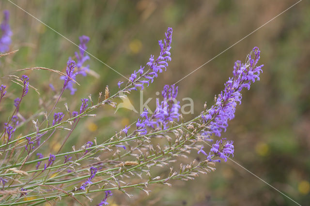 Brandlobelia (Lobelia urens)