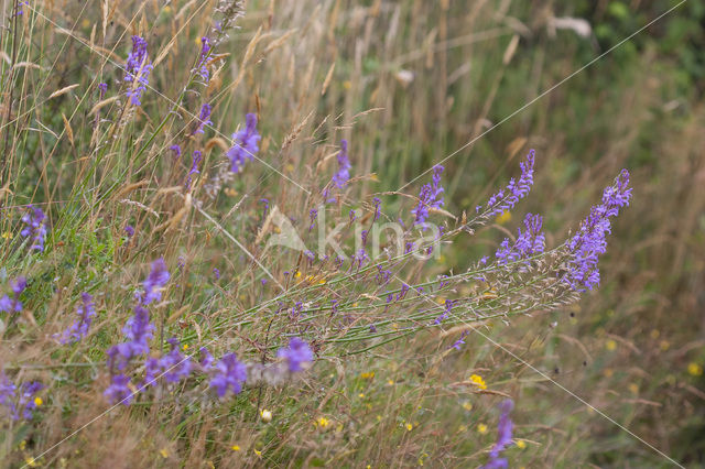 Brandlobelia (Lobelia urens)