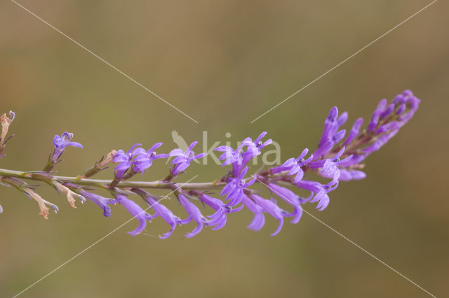 Heath Lobelia (Lobelia urens)