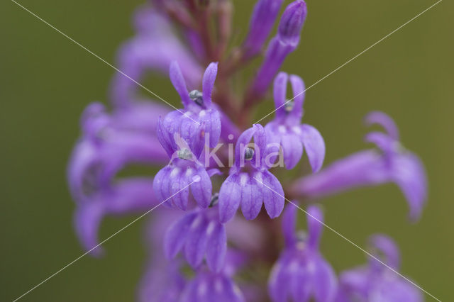 Brandlobelia (Lobelia urens)