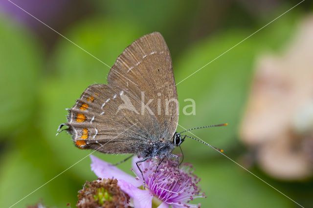 Bruine eikenpage (Satyrium ilicis)